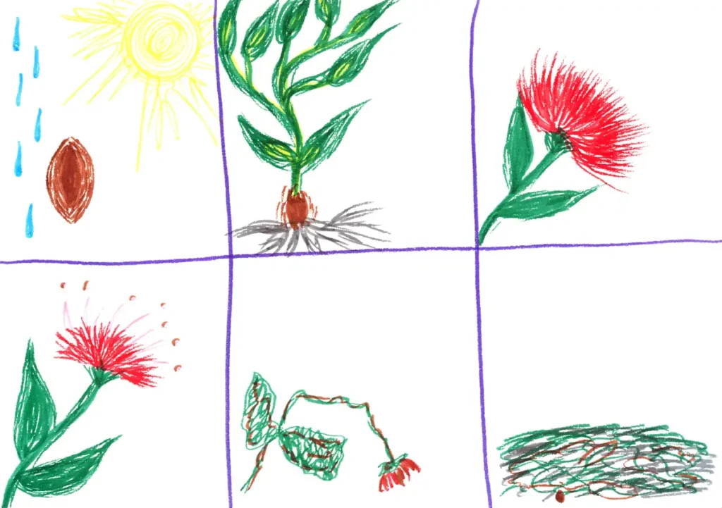 An illustrated storyboard depicting the life cycle of a plant in six panels, showing how a seed grows into a stem with roots and eventually into a flower, which withers and drops a seed to the ground. The colours are mainly green, red, and brown, and the illustrations include symbols of the sun and rain to illustrate the stages of plant growth.